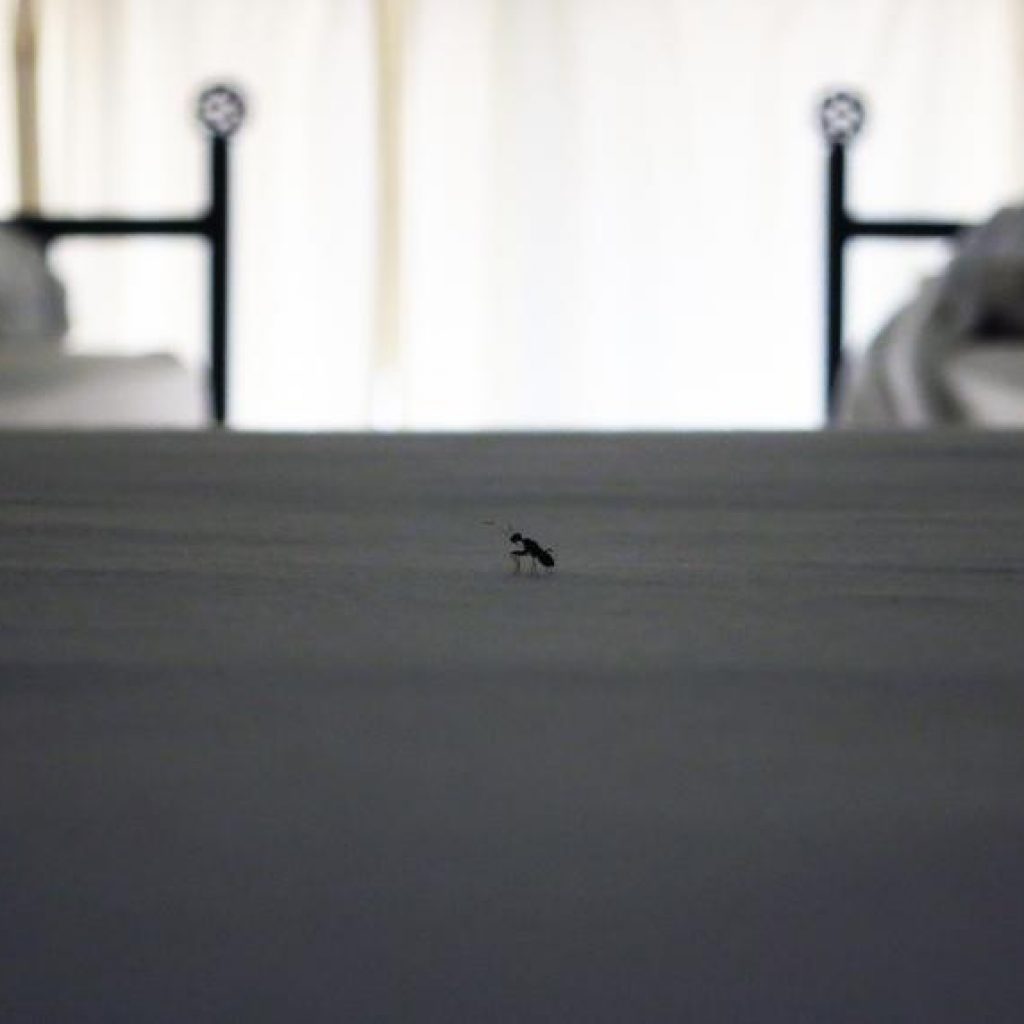 Warning on bed bugs – and how to check your room